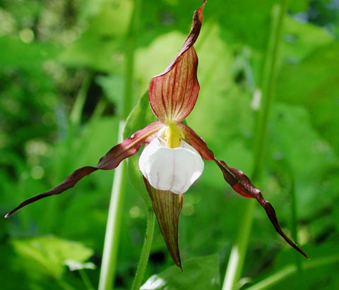 Lady's Slipper Orchid --(Cypripedium montanum) (26999 bytes)