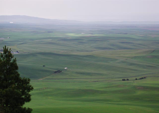 Looking Over the Palouse (25221 bytes)