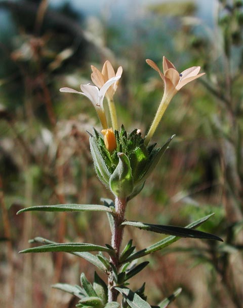 Large-Flowered Collomia --(Collomia grandiflora) (40529 bytes)