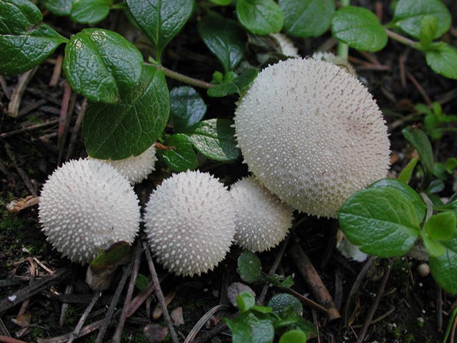 Unidentified Fungus (Mushroom?) (65546 bytes)