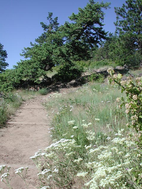 Ridge Top Trail (99745 bytes)