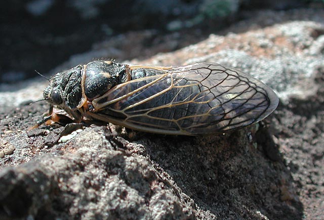 Cicada (62971 bytes)