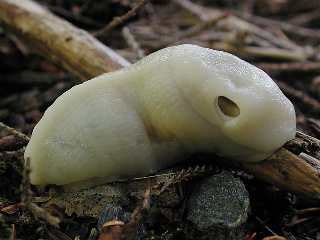 Albino Slug (45562 bytes)
