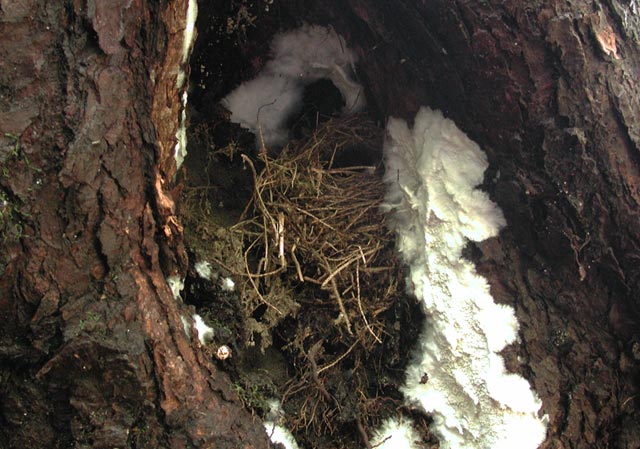 Bird Nest (69537 bytes)