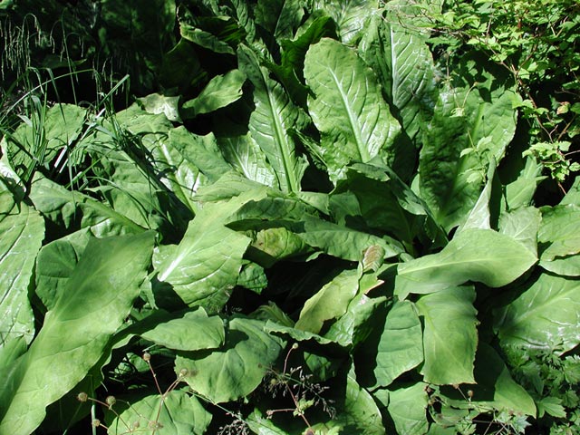 Skunk Cabbage --(Lysichiton americanum) (96311 bytes)