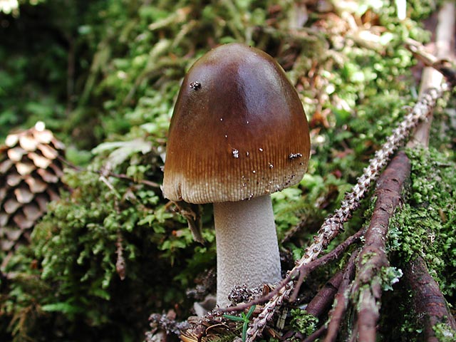 Mushroom  (74851 bytes)