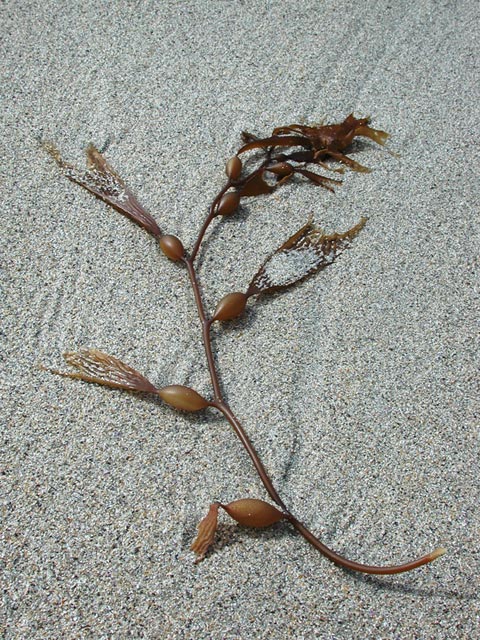 Giant Perennial Kelp --(Macrocystis sp.) (125261 bytes)
