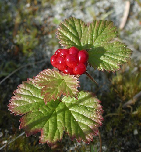 Nagoonberries --(Rubus arcticus) (46040 bytes)