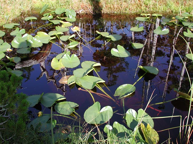 Spatterdock and Reflection (97503 bytes)