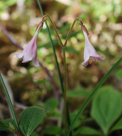 Twin Flower --(Linnaea borealis) (31550 bytes)
