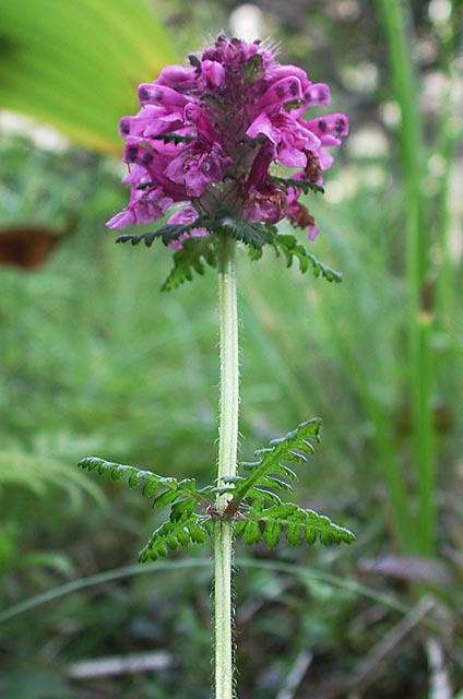 Whorled Lousewort --(Pedicularis verticillata) (41404 bytes)