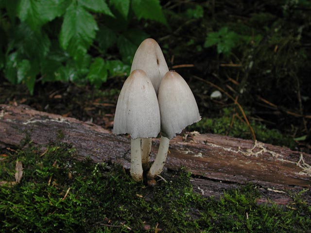 Inky Cap Mushroom-(Coprinus atramentarius) (56549 bytes)