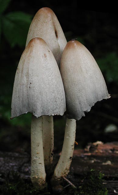 Mushroom--Closer View (31813 bytes)