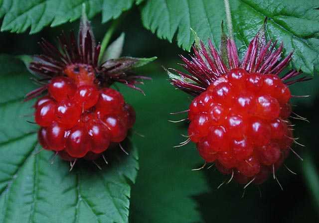 Salmonberries --(Rubus spectabilis) (49618 bytes)