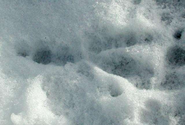Bird Track in the Snow (39701 bytes)