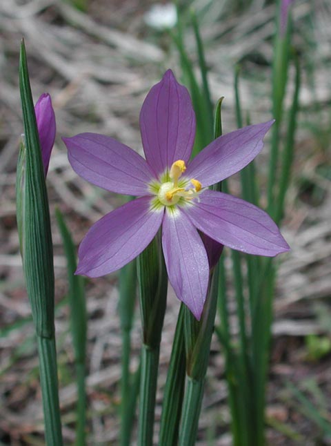Purple-eyed grass -- (Sisyrinchium inflatum) (40654 bytes)
