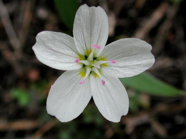 Western Spring Beauty (Claytonia lanceolata) (30259 bytes)
