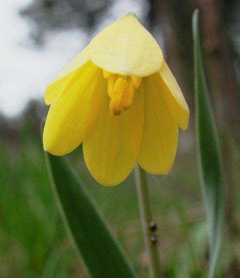 Yellow Bell -- (Fritillaria pudica) (19635 bytes)