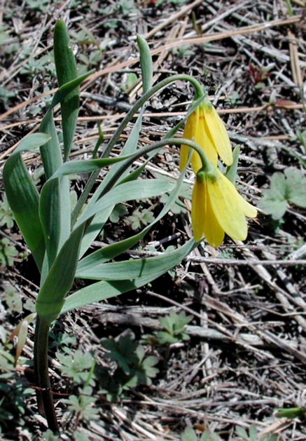 Yellow Bell -- (Fritillaria pudica) (79565 bytes)