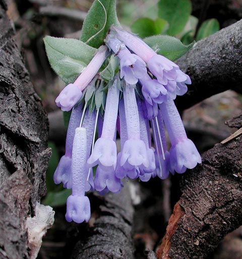 Long-Flowered Bluebells -- (Mertensia longiflora) (55122 bytes)