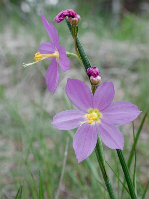 Purple-Eyed Grass -- (Sisyrinchium inflatum) (35308 bytes)