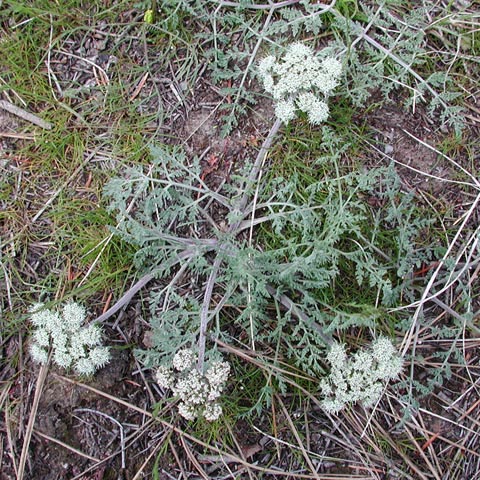 Large-Fruited Desert-Parsley --(Lomatium macrocarpum) (101951 bytes)