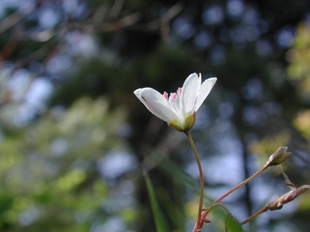 Western Spring Beauty --(Claytonia lanceolata) (27639 bytes)
