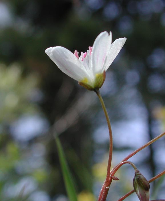 Western Spring Beauty --(Claytonia lanceolata) (32929 bytes)