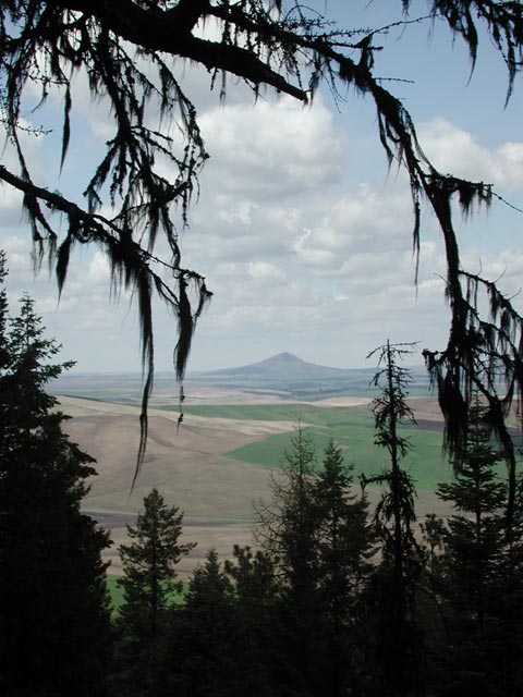 A View of Steptoe Butte (61842 bytes)