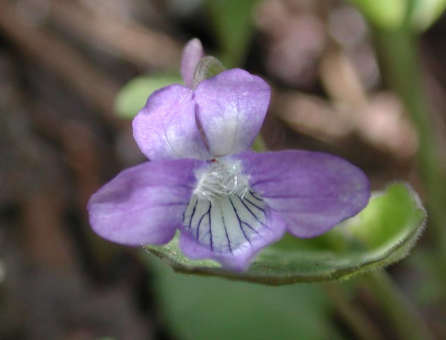 Early Blue Violet --(Viola adunca) (26302 bytes)