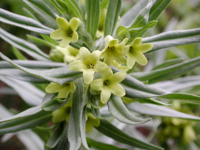 Lemonweed --(Lithospermum ruderale) (46346 bytes)