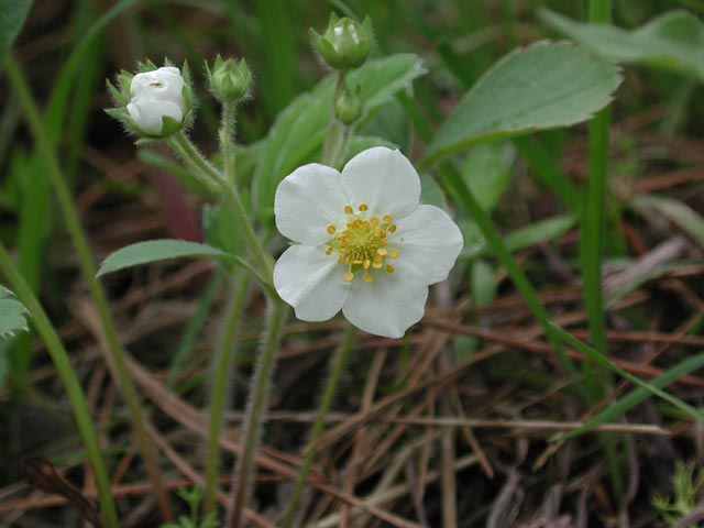 Strawberry Flower --(Fragaria virginiana) (37853 bytes)