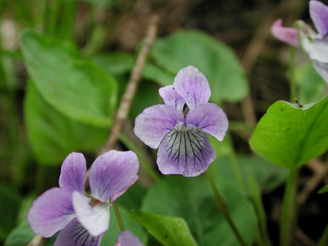 Early Blue Violet --(Viola adunca) (33189 bytes)