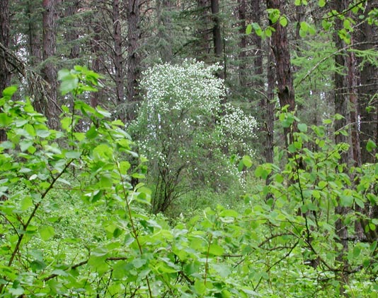 A Tree Blooms in the Forest (82777 bytes)