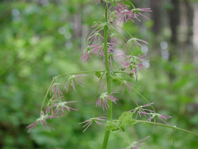 Female Flowers of Western Meadowrue --(Thalictrum occidentale) (37374 bytes)