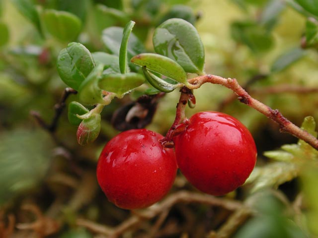 Lingonberries --(Vaccinium vitis-idaea) (36696 bytes)