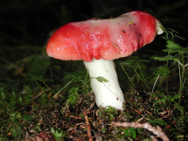 Brittlegill Mushroom (Russula sp.) (53582 bytes)