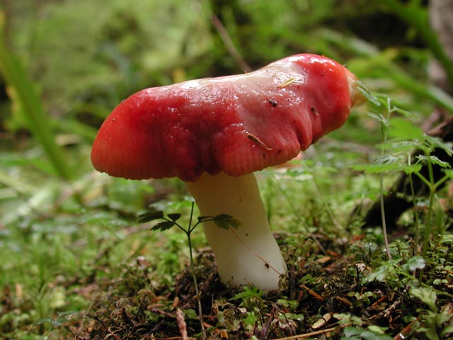 Brittlegill Mushroom (Russula sp.) (55077 bytes)