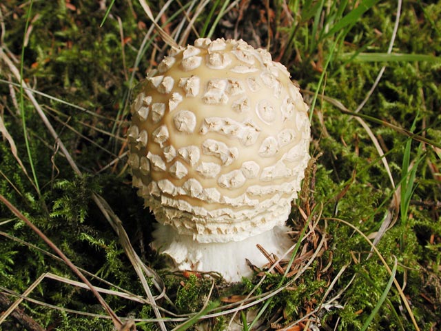 Amanita Mushroom --(Amanita sp.) (85844 bytes)