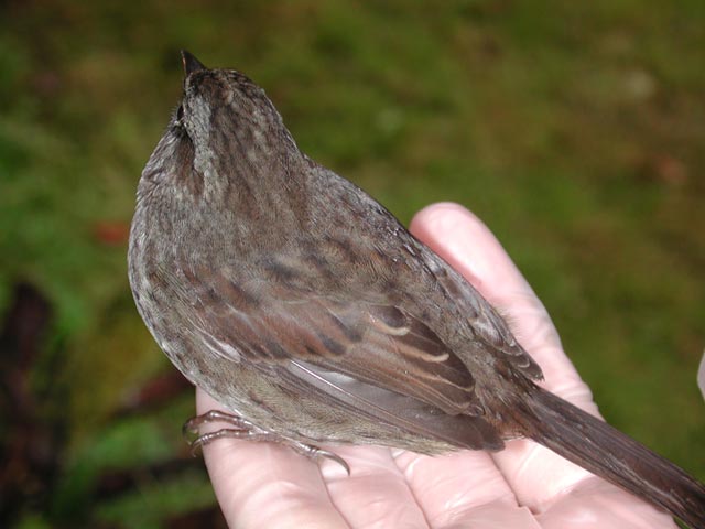 A Bird in the Hand (37940 bytes)