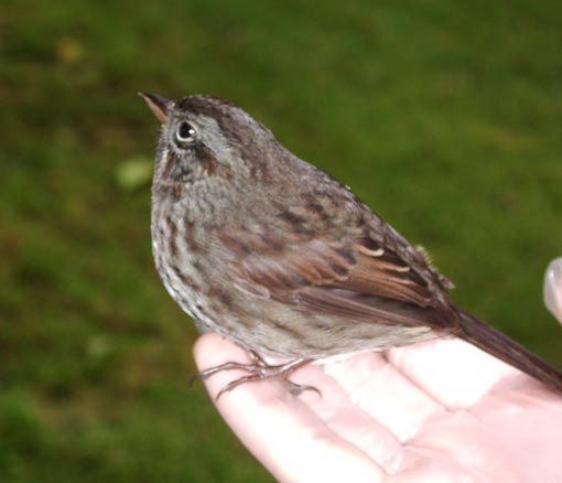 Sparrow (22301 bytes)