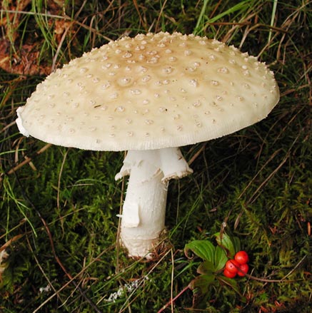 Amanita Mushroom --(Amanita sp.) (52605 bytes)