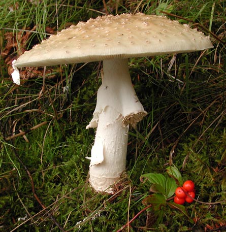Amanita Mushroom --(Amanita sp.) (61763 bytes)
