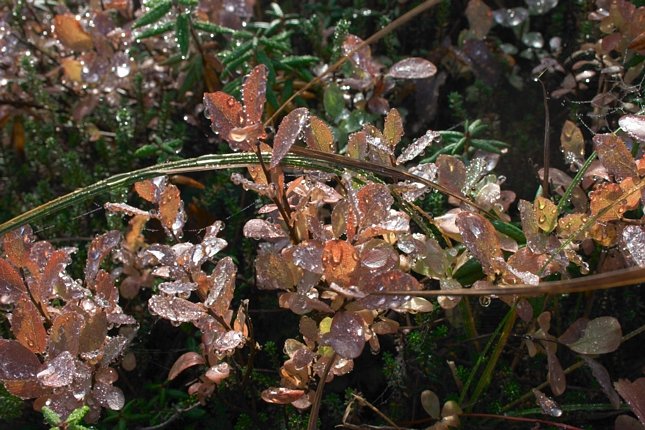 Water Droplets on Leaves (97019 bytes)