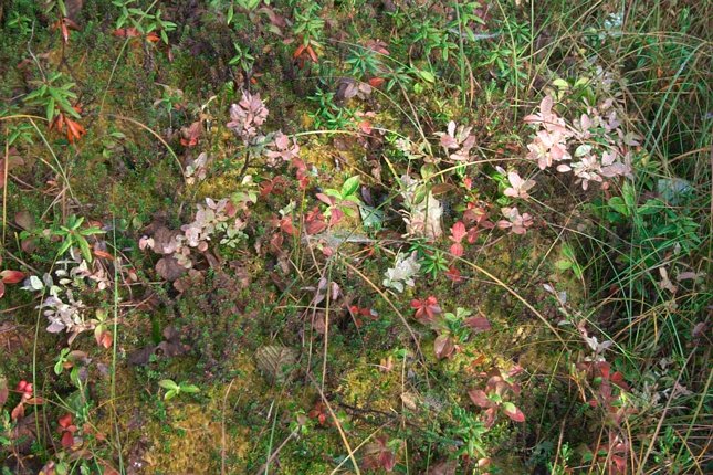 Muskeg Color (127491 bytes)