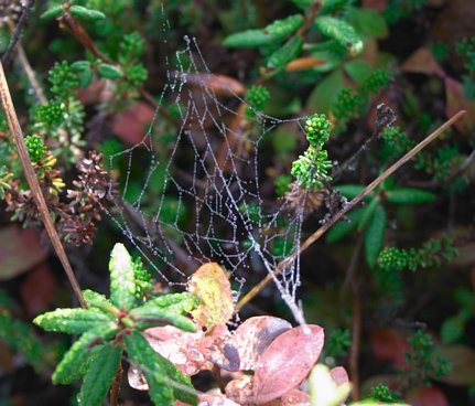 Dew on a Spiderweb (47959 bytes)