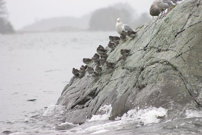 Shorebirds and Gulls (63781 bytes)