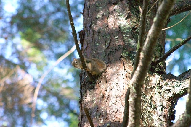 Red Squirrel --(Tamiasciurus hudsonicus) (88241 bytes)