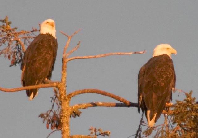 Two Eagles at Sunset (31122 bytes)