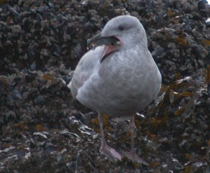 Gull with a Mouthfull (38706 bytes)